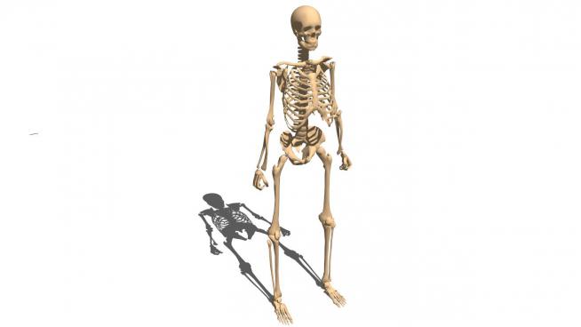 ҽ�����ùǼܵ�SUģ��