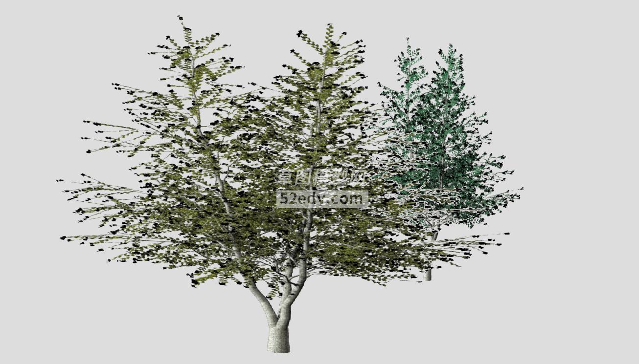 三颗树木的SKP模型设计QQ浏览器截图20190313095844(3)