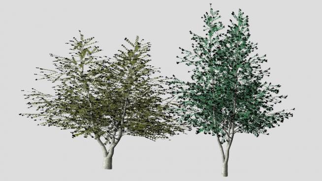 三颗树木的SKP模型设计QQ浏览器截图20190313095855(2)
