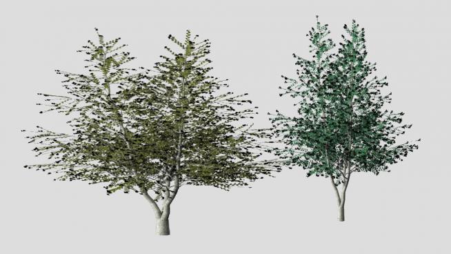 三颗树木的SKP模型设计