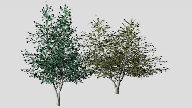 三颗树木的SKP模型设计QQ浏览器截图20190313095905(1)