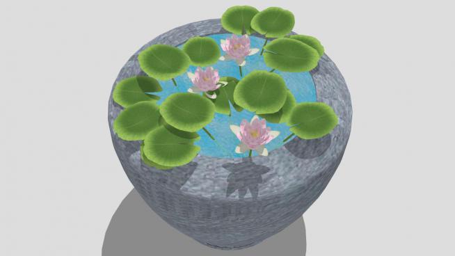 水缸里的睡莲模型