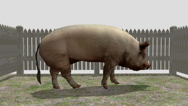 精美的3D小猪猪圈SU模型
