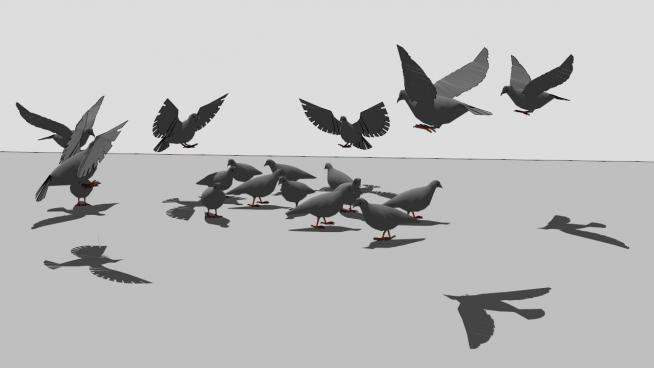 鸽子动物鸟模型