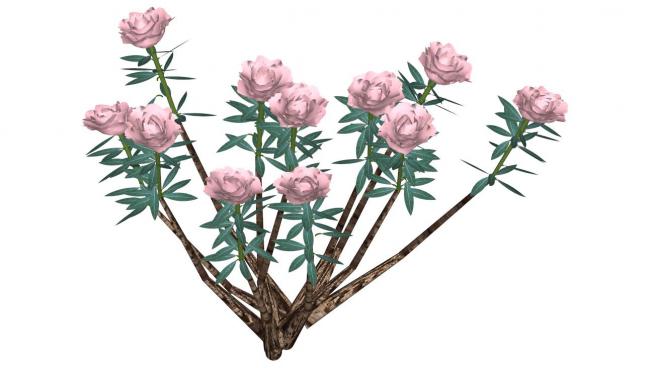 粉红色树枝上的花朵SU模型