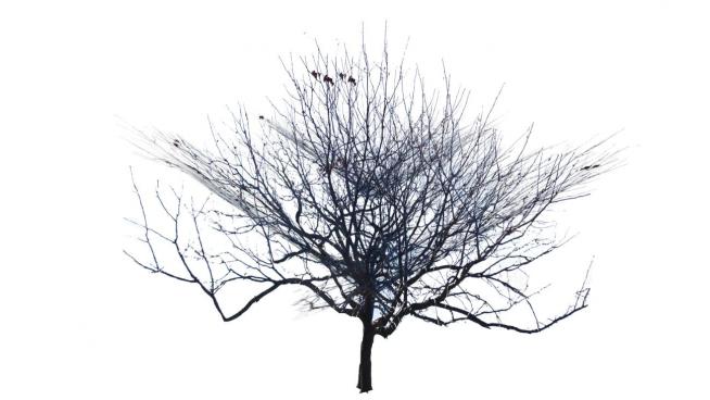 冬天的枯树树枝树干SU模型