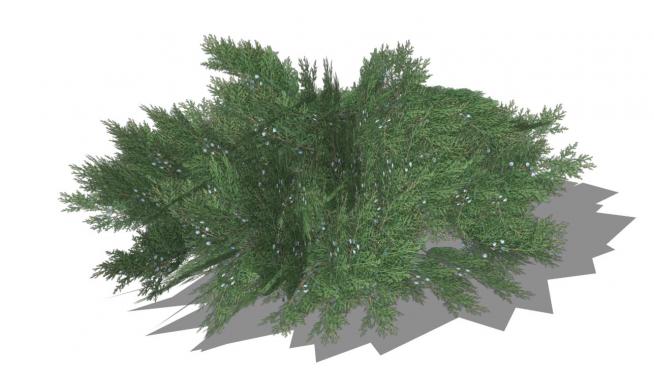 刺柏松植物的SU模型