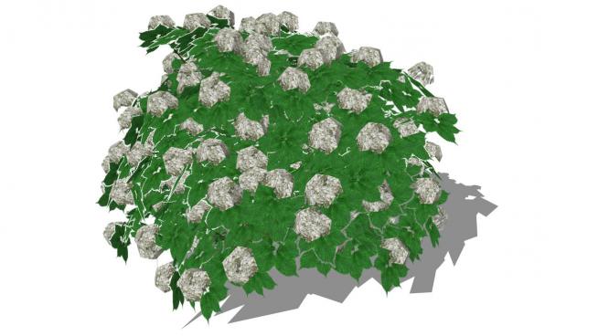 白色的花�C球植物的SU模型