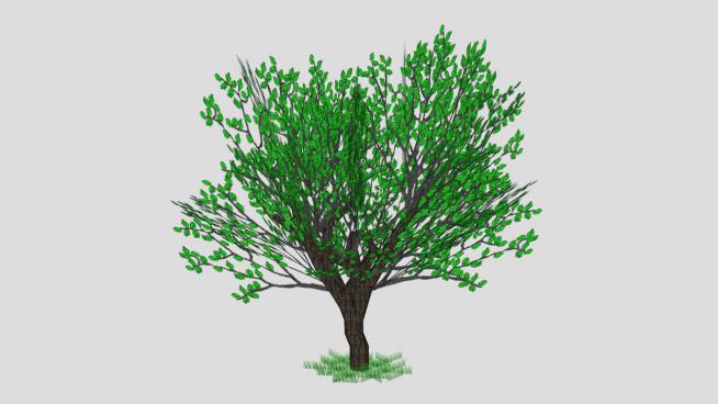 树枝树干绿色树SU模型