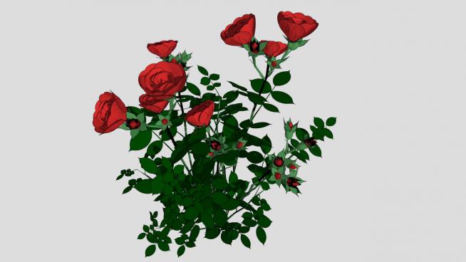 �t玫瑰植物的SU模型