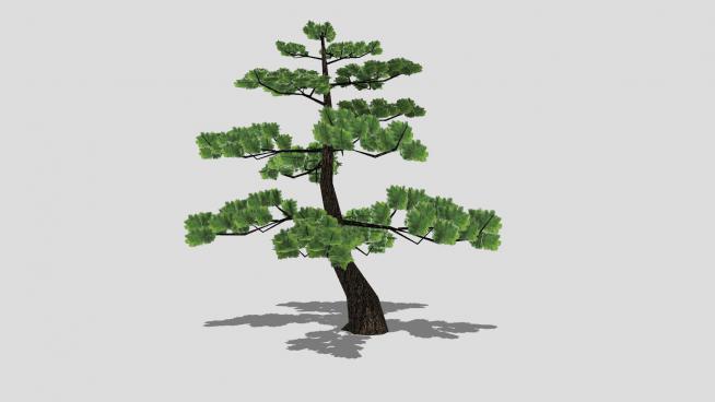 乔木植物日本黑松SU模型
