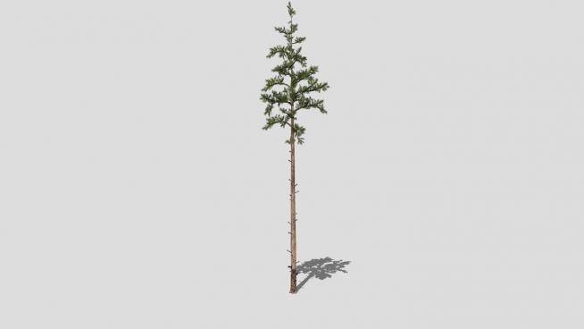 裸子植物美国黑松SU模型