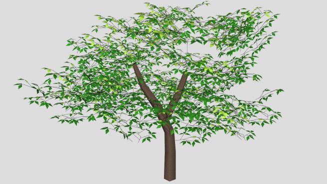 Y型树干阔叶树SU模型