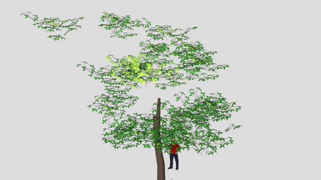 Y型树干常绿树SU模型