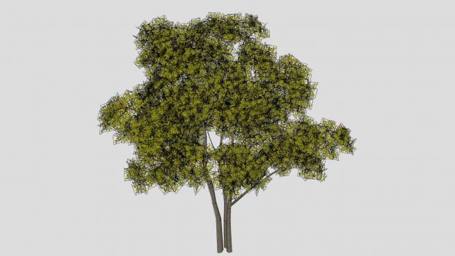 多树干常绿乔木SU模型