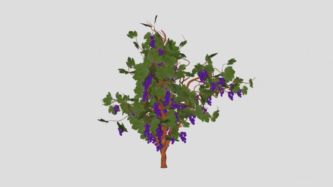 紫葡萄藤树植物SU模型