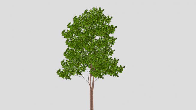 细树干绿叶树木SU模型