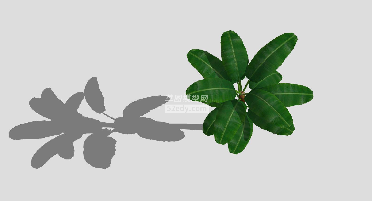 草本植物芭蕉树SU模型QQ浏览器截图20190605091947(5)