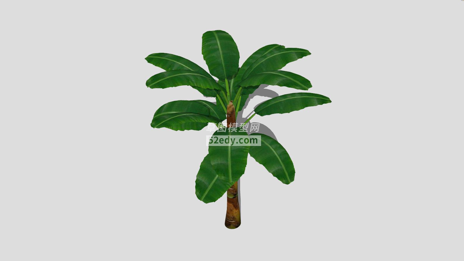 草本植物芭蕉树SU模型QQ浏览器截图20190605091936(3)