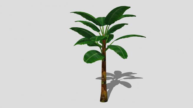 草本植物芭蕉树SU模型QQ浏览器截图20190605091933(4)