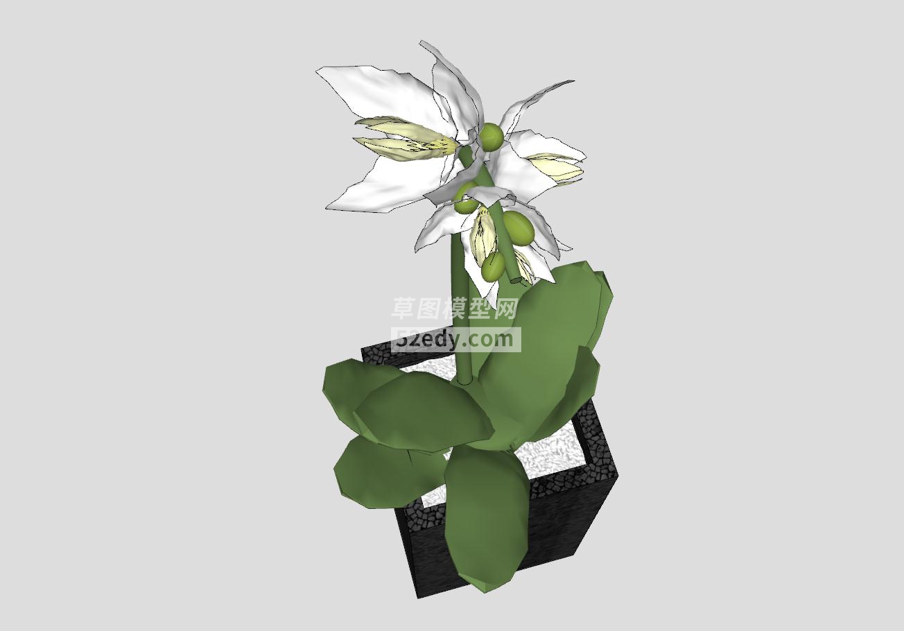 白色兰花植物盆栽SU模型QQ浏览器截图20190608142329(3)