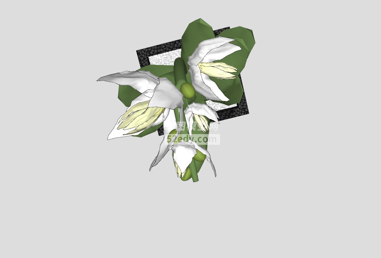 白色兰花植物盆栽SU模型QQ浏览器截图20190608142333(2)