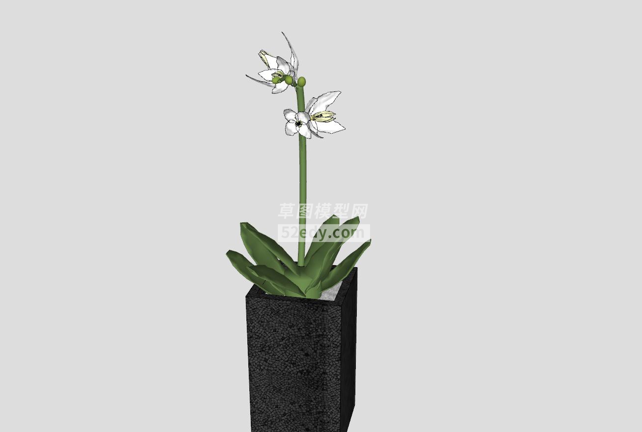 白色兰花植物盆栽SU模型QQ浏览器截图20190608142326(4)