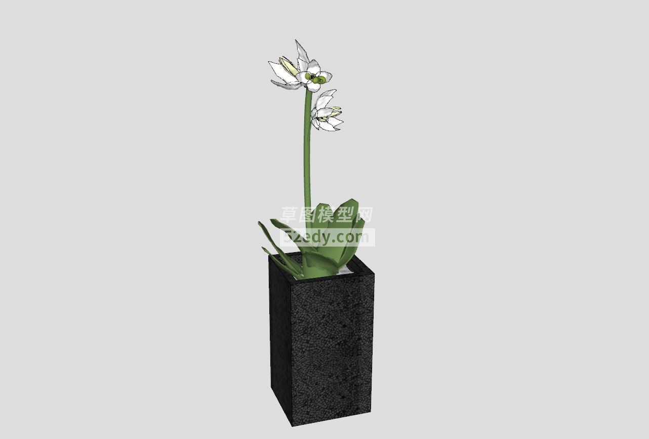 白色兰花植物盆栽SU模型QQ浏览器截图20190608142337(1)