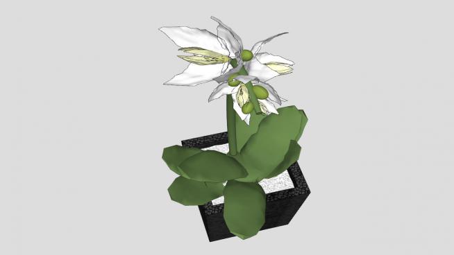 白色兰花植物盆栽SU模型QQ浏览器截图20190608142329(3)