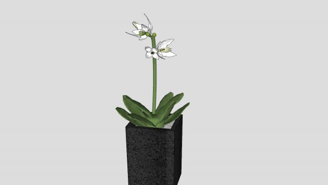 白色兰花植物盆栽SU模型QQ浏览器截图20190608142326(4)
