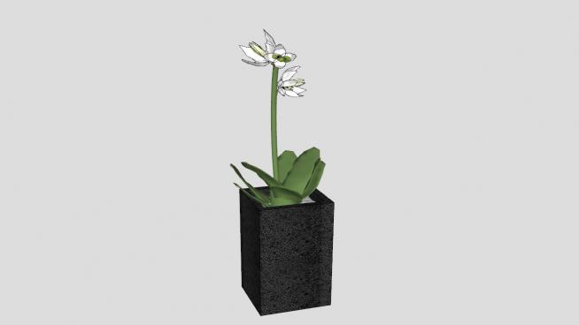 白色兰花植物盆栽SU模型QQ浏览器截图20190608142337(1)