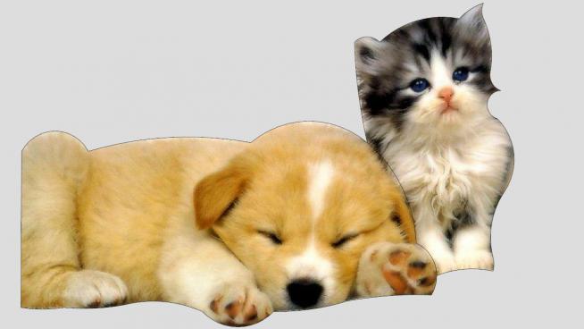 小狗和小猫SU模型