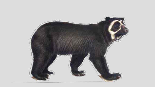 熊科动物眼镜熊SU模型