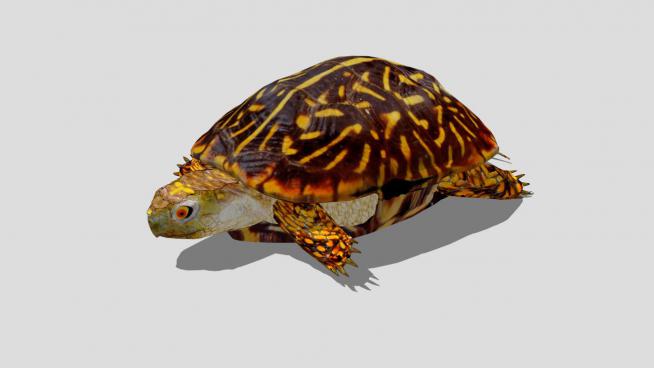 龟动物SU模型
