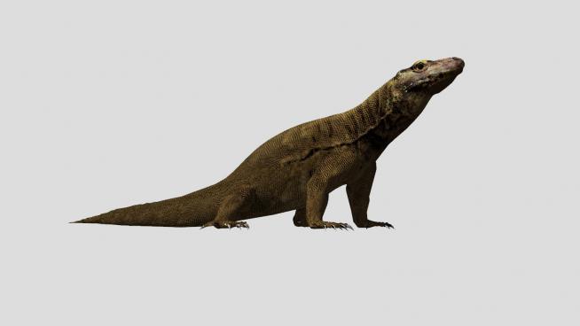 科莫多巨蜥动物SU模型