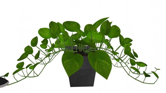 藤蔓植物sketchup模型