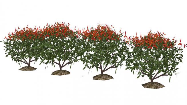 矮树灌木sketchup模型