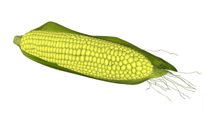 玉米skp模型