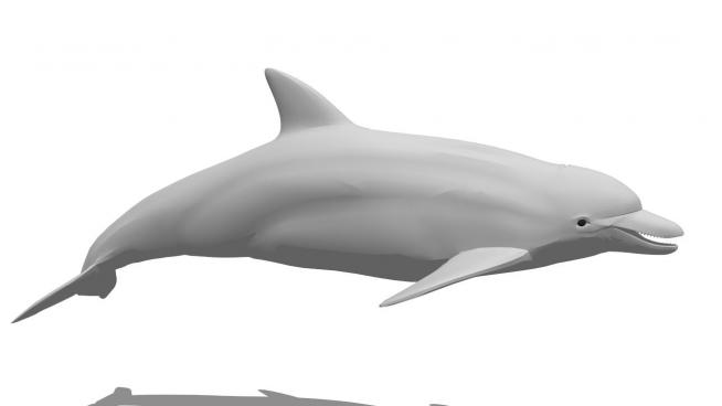 海豚SKP模型