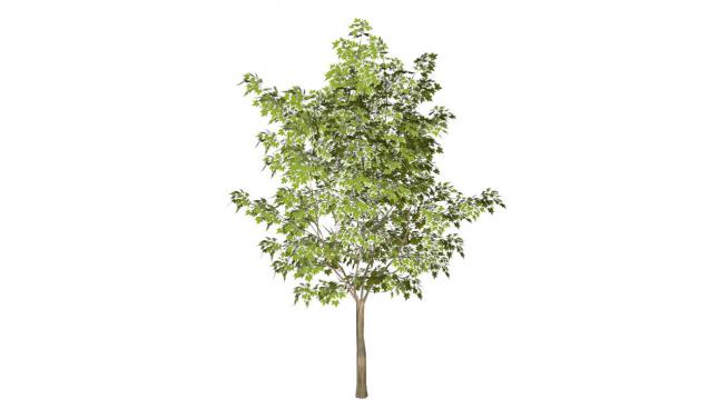 3d树木skp模型