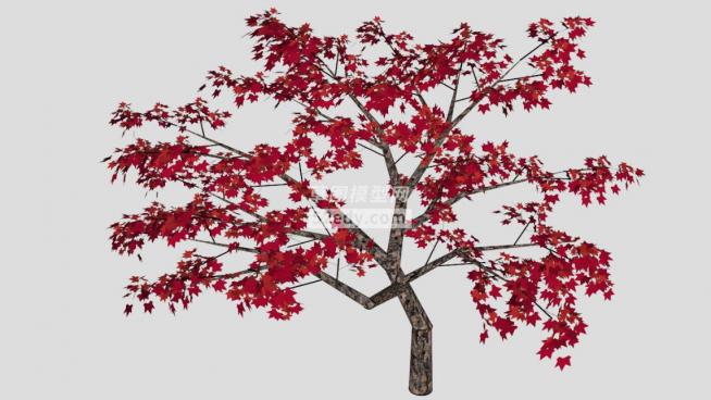 红枫植物skp模型