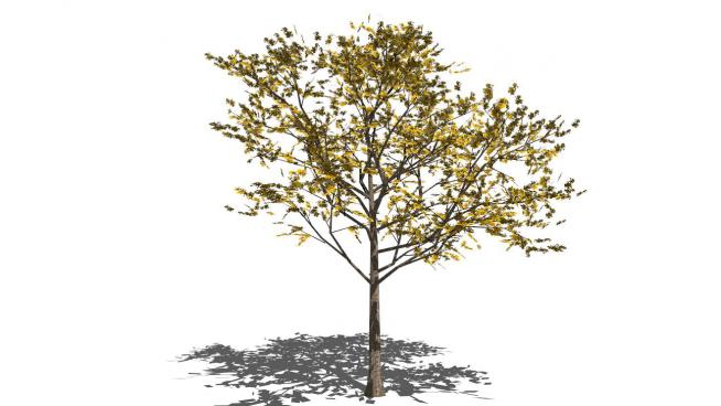 树的skp模型